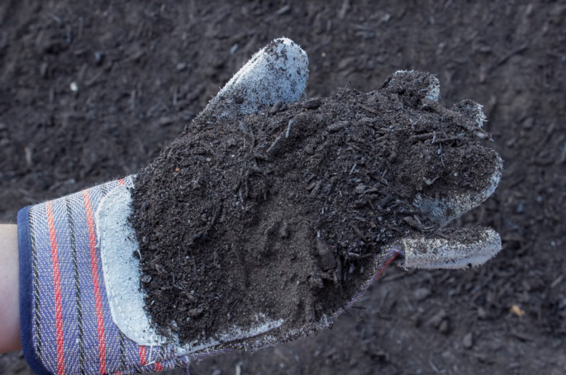 Picture of black soil